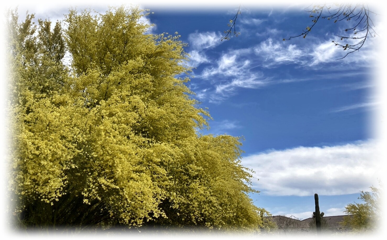 Palo Verde